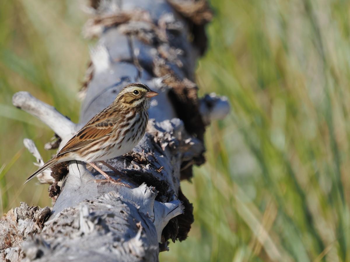 Savannah Sparrow - ML642820150