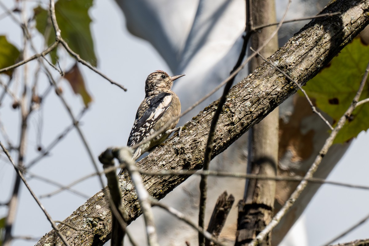 Yellow-bellied Sapsucker - ML642820151