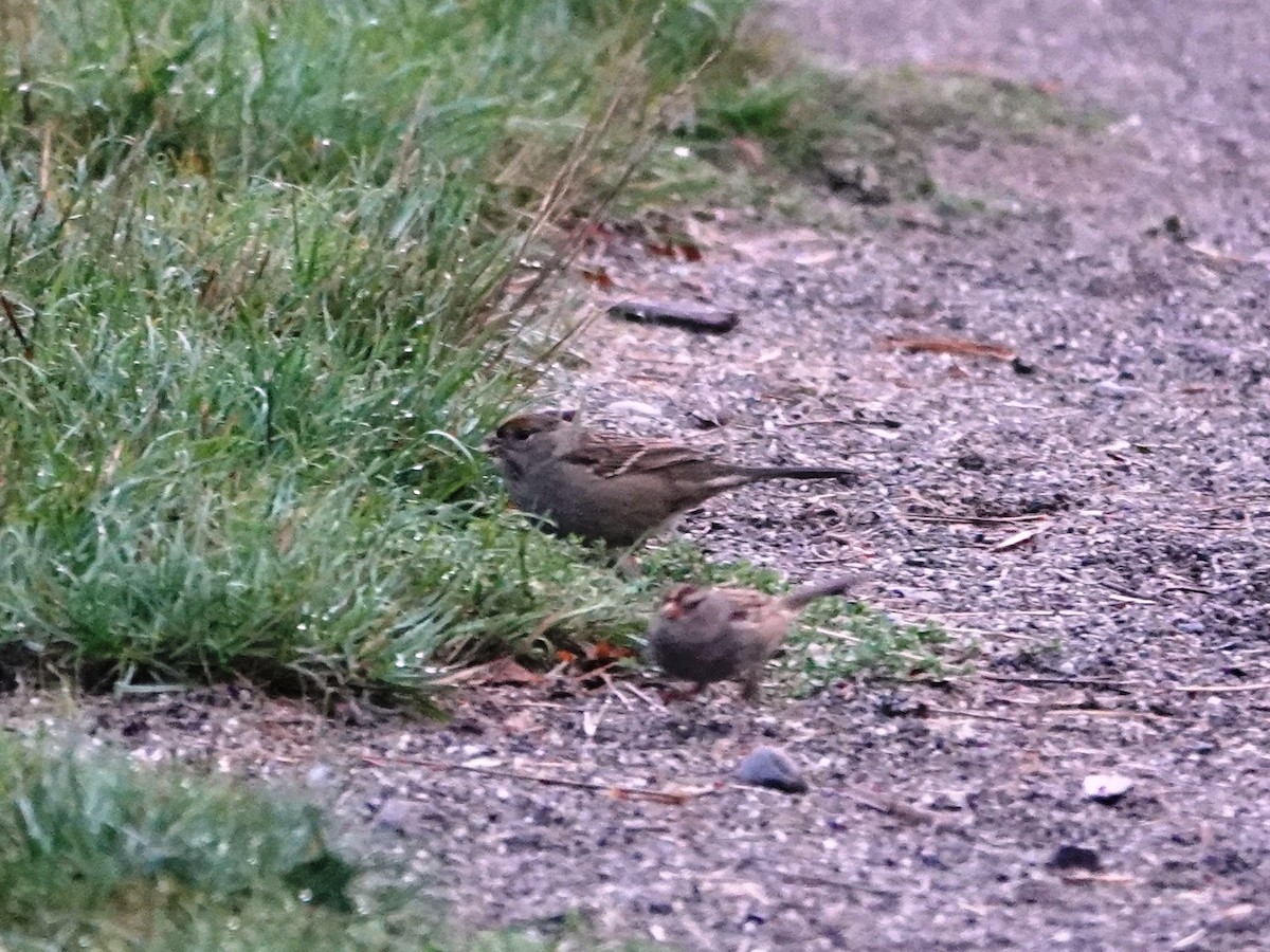 Golden-crowned Sparrow - ML642820152