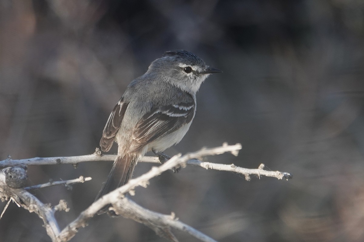 White-crested Tyrannulet - ML642820158