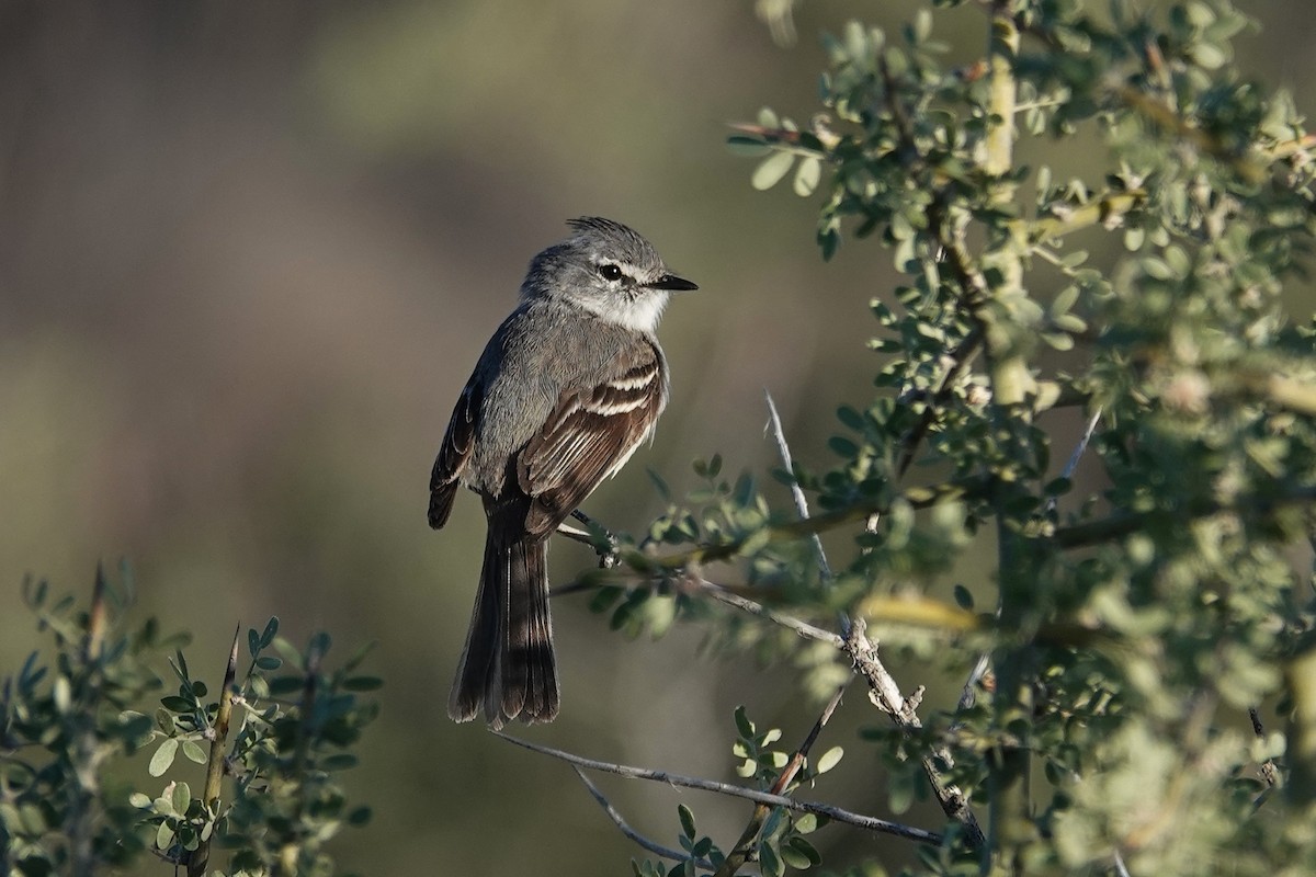 White-crested Tyrannulet - ML642820159