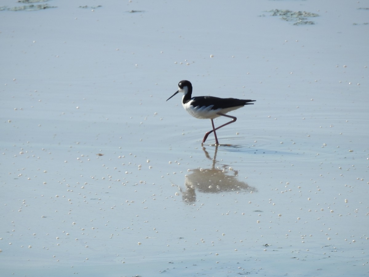 Black-necked Stilt - ML642820160