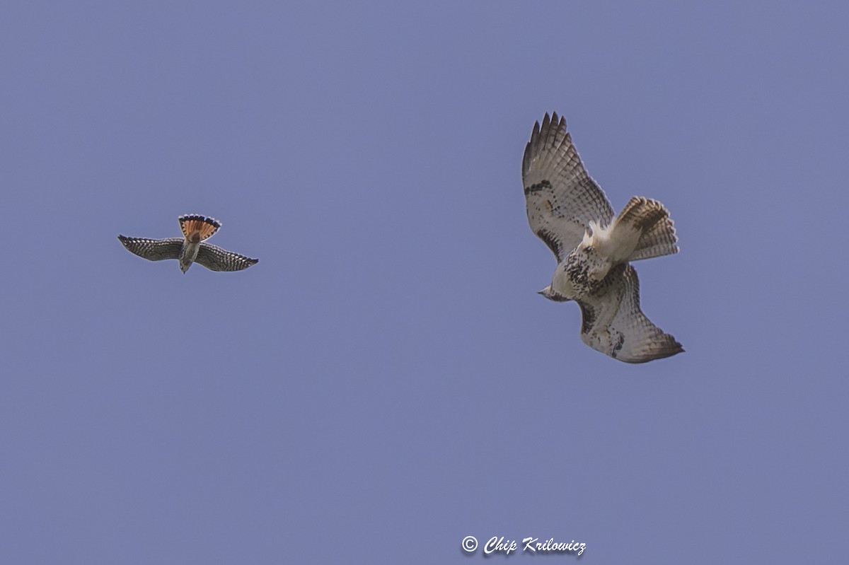 American Kestrel - ML642820161