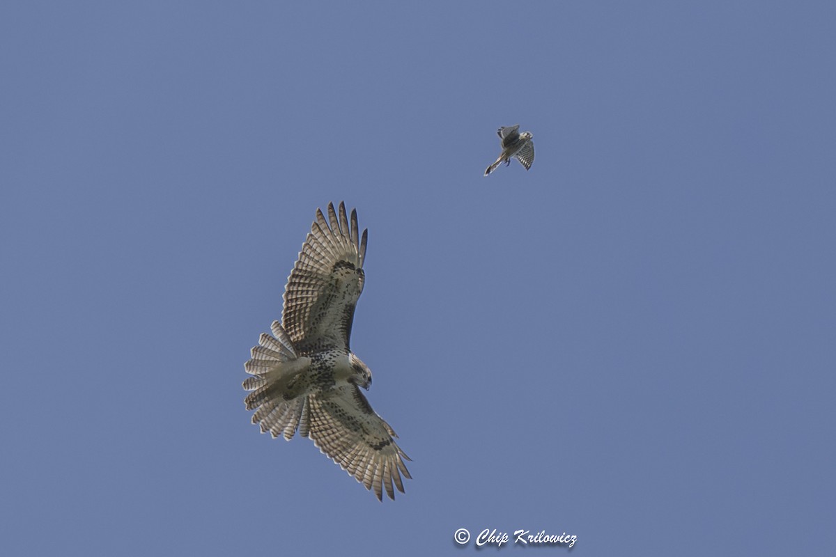 American Kestrel - ML642820162