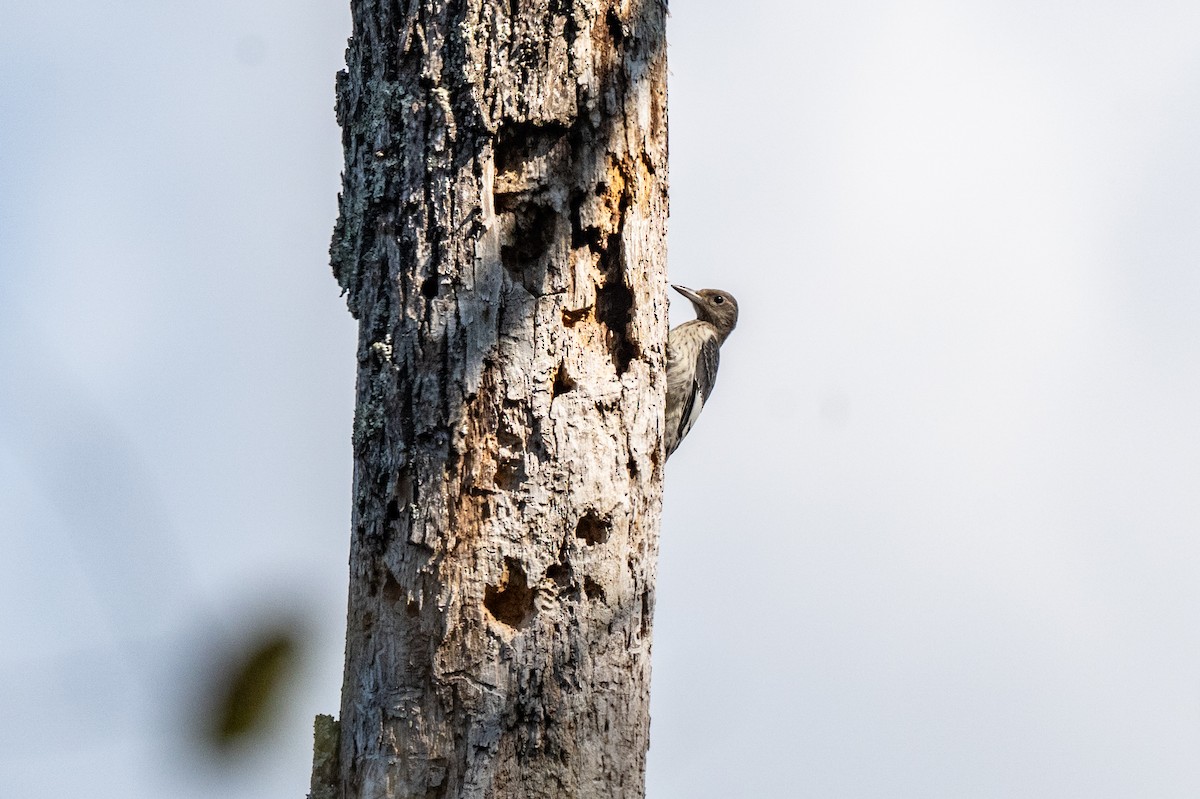 Red-headed Woodpecker - ML642820170