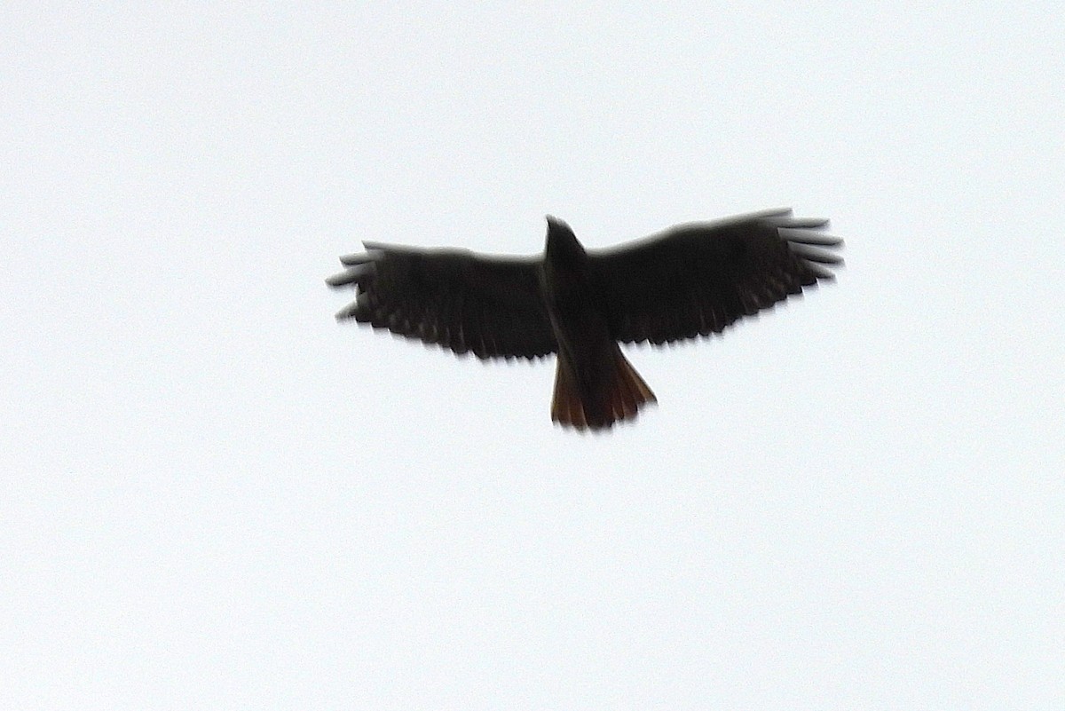 Red-tailed Hawk - ML642820171