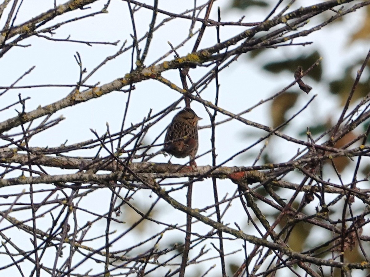 Lincoln's Sparrow - ML642820173