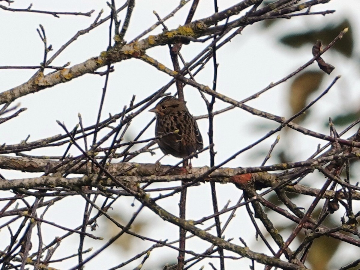 Lincoln's Sparrow - ML642820174