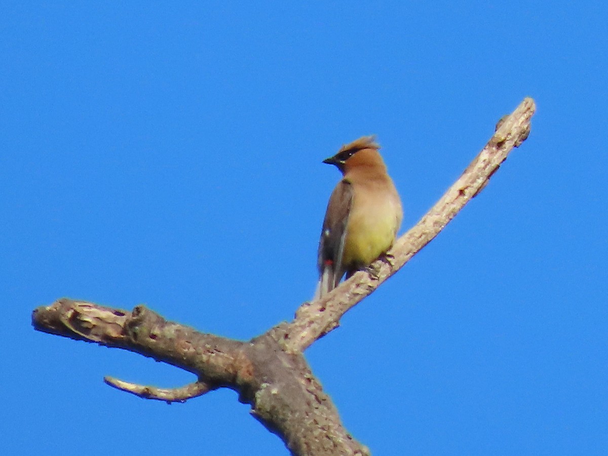 Cedar Waxwing - ML642820175