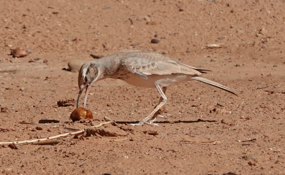 Greater Hoopoe-Lark - ML642820181