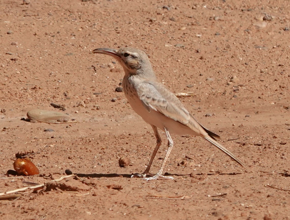 Greater Hoopoe-Lark - ML642820182