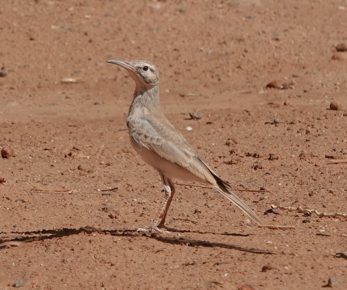 Greater Hoopoe-Lark - ML642820183