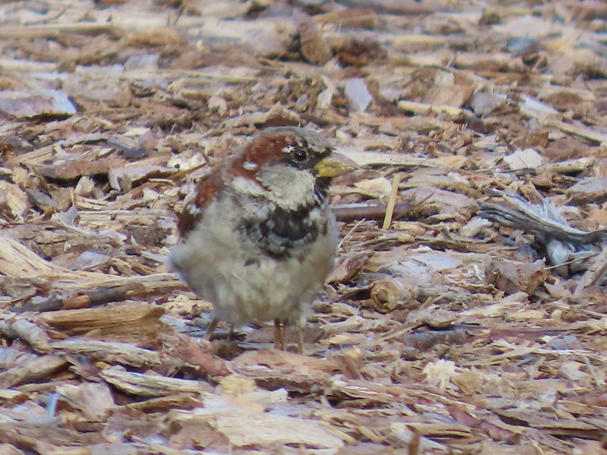 Оронгийн бор шувуу - ML642820199