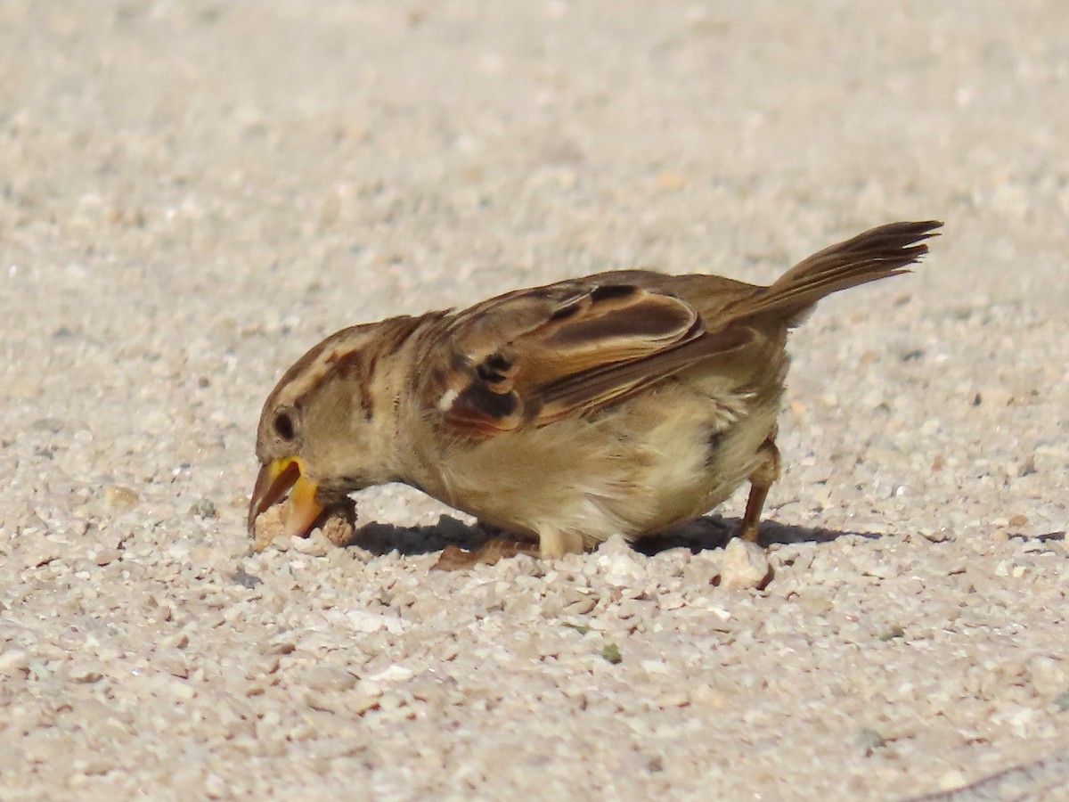 Оронгийн бор шувуу - ML642820200