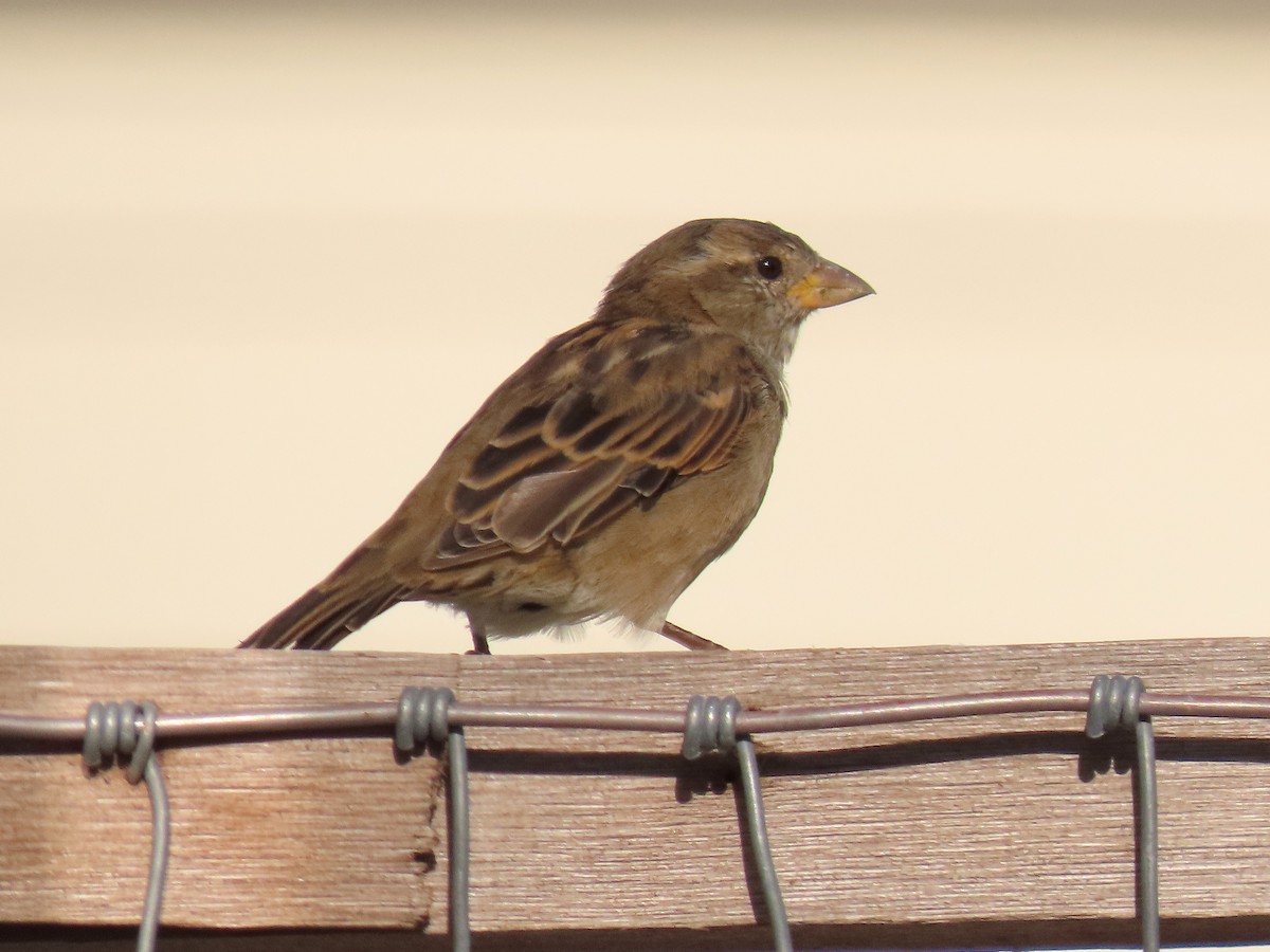 Оронгийн бор шувуу - ML642820201