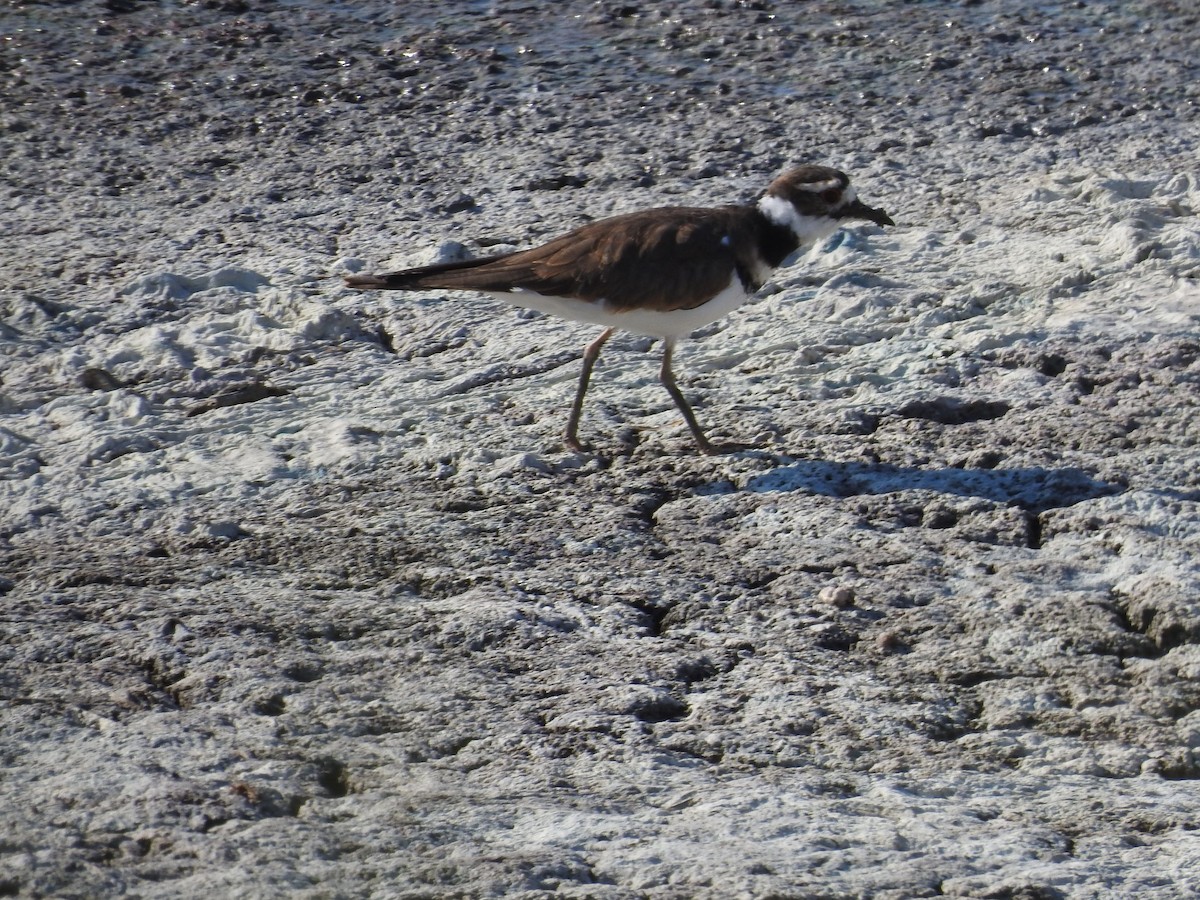 Killdeer - ML642820202