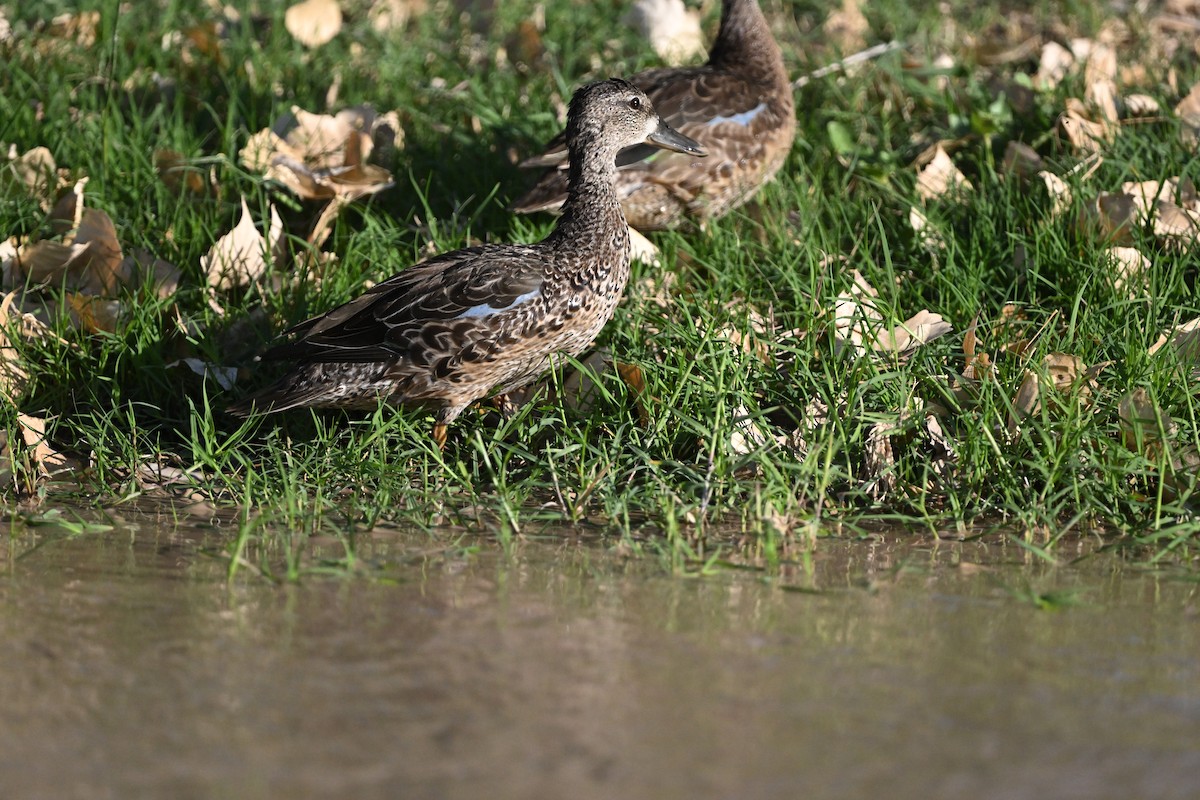Blue-winged Teal - ML642820204