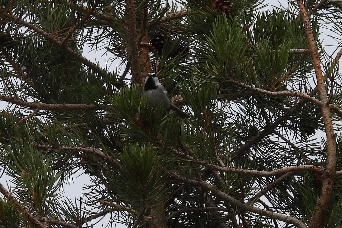 Mountain Chickadee - ML642820205