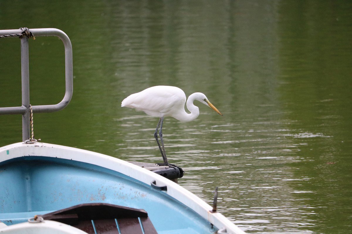 duskhegre - ML642820208