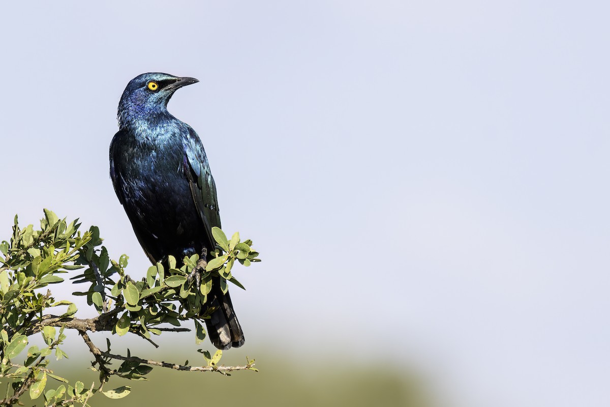 Greater Blue-eared Starling - ML642820214