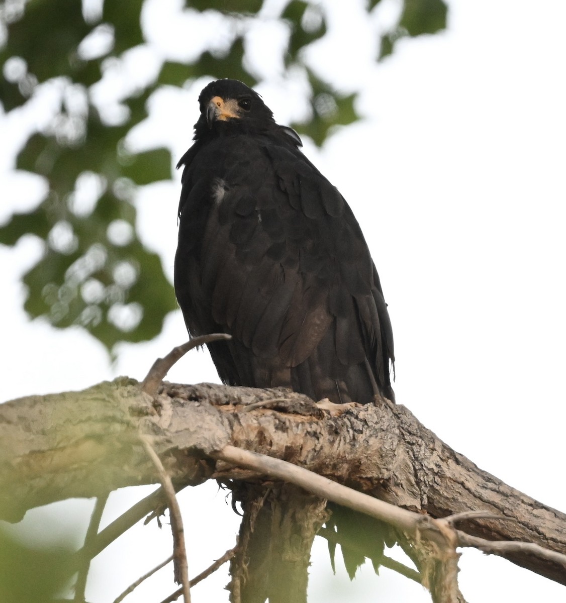 Common Black Hawk - ML642820223