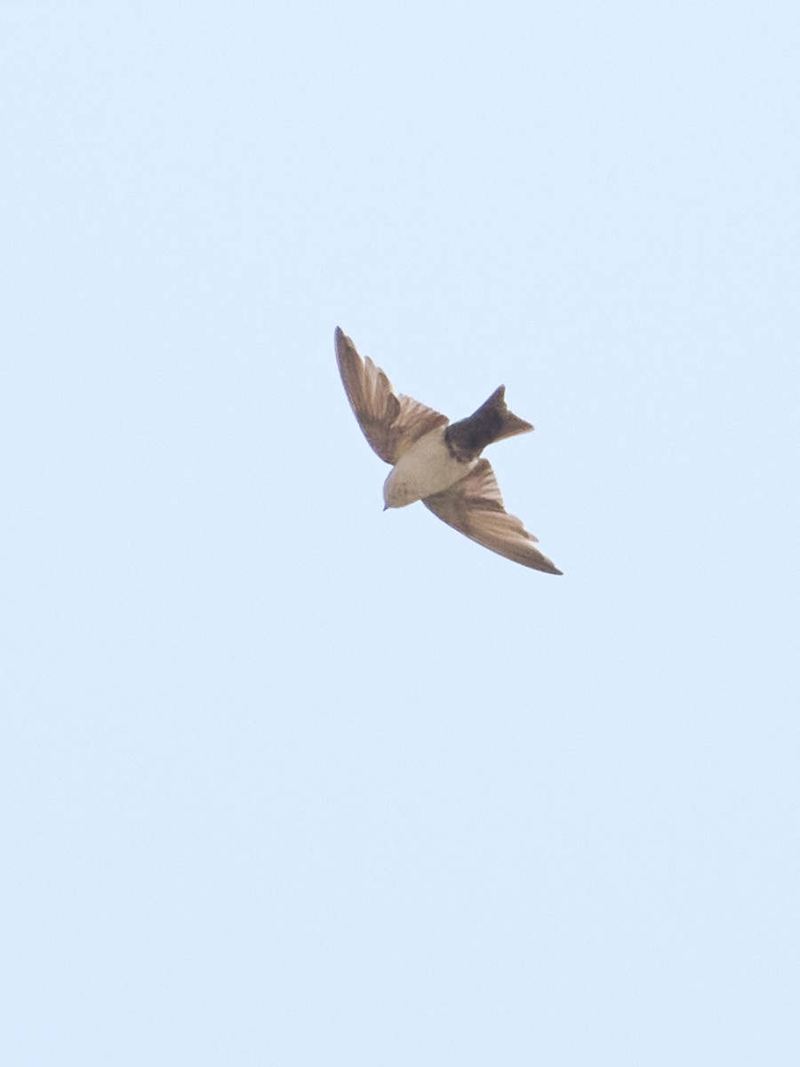 Blue-and-white Swallow - ML642820224