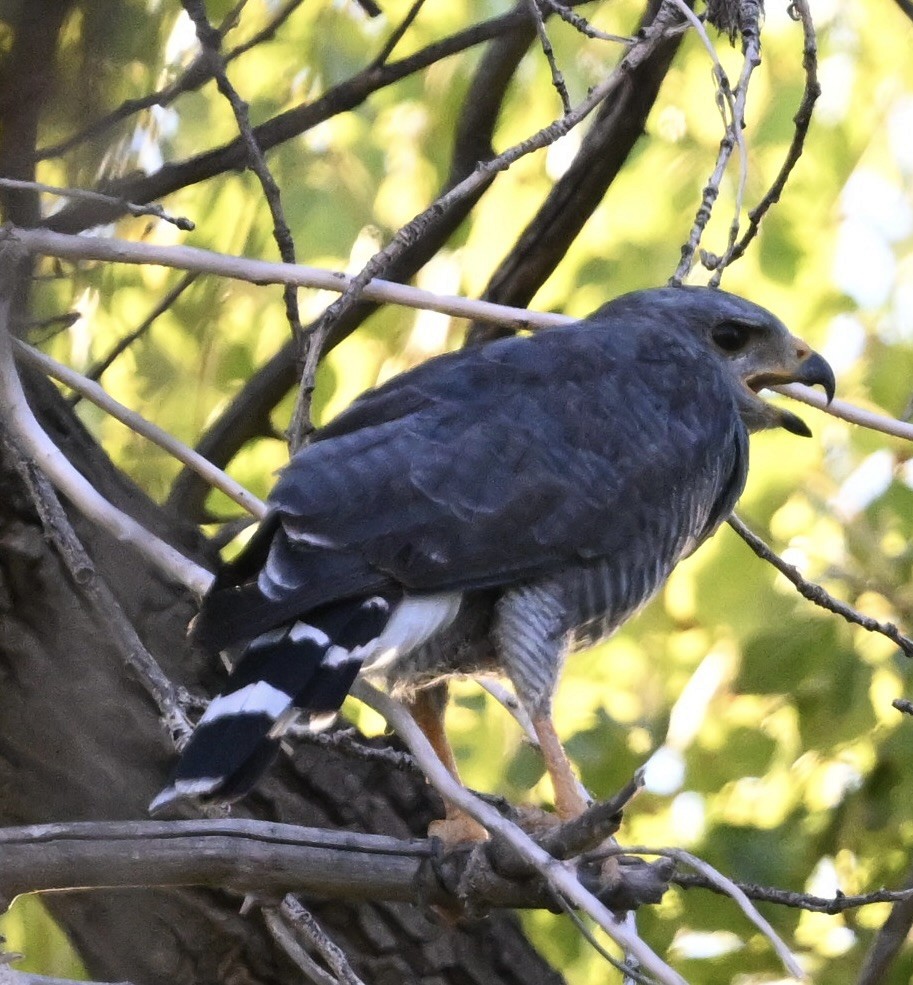Gray Hawk - ML642820230