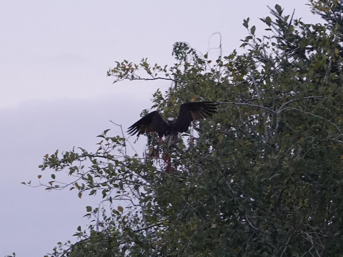 Osprey - ML642820234