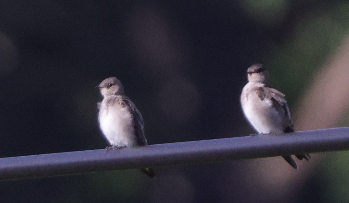 Northern Rough-winged Swallow - ML642820235