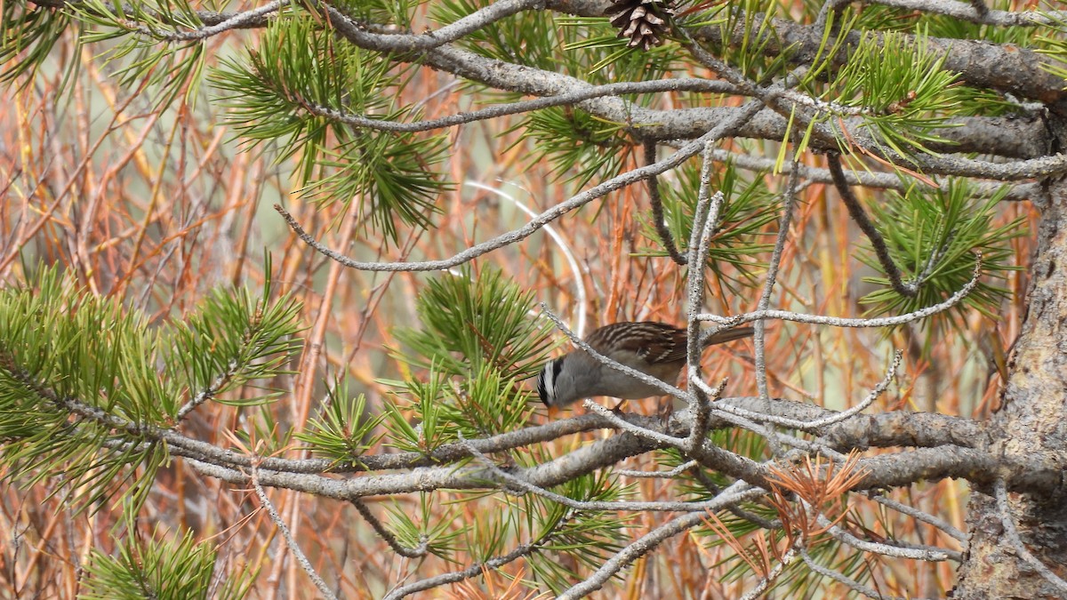 White-crowned Sparrow (oriantha) - ML642820236