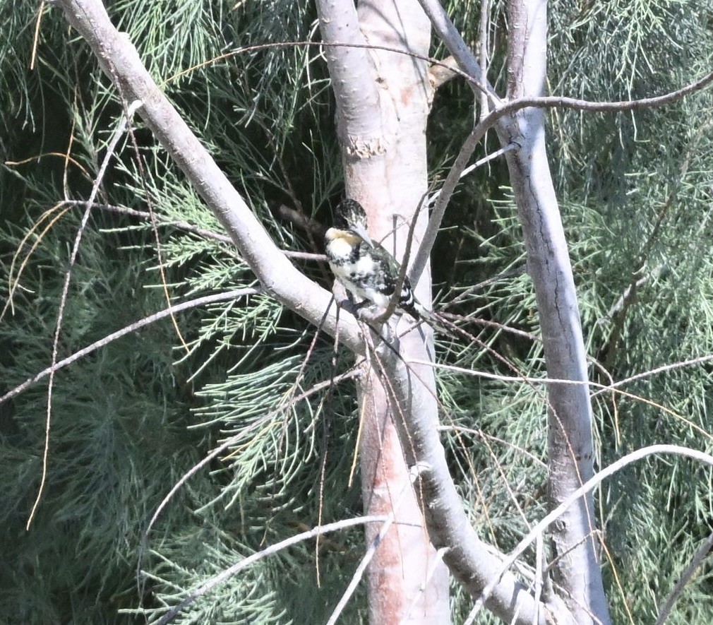 Green Kingfisher - ML642820237
