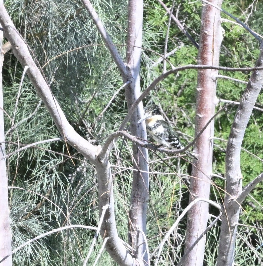 Green Kingfisher - ML642820238
