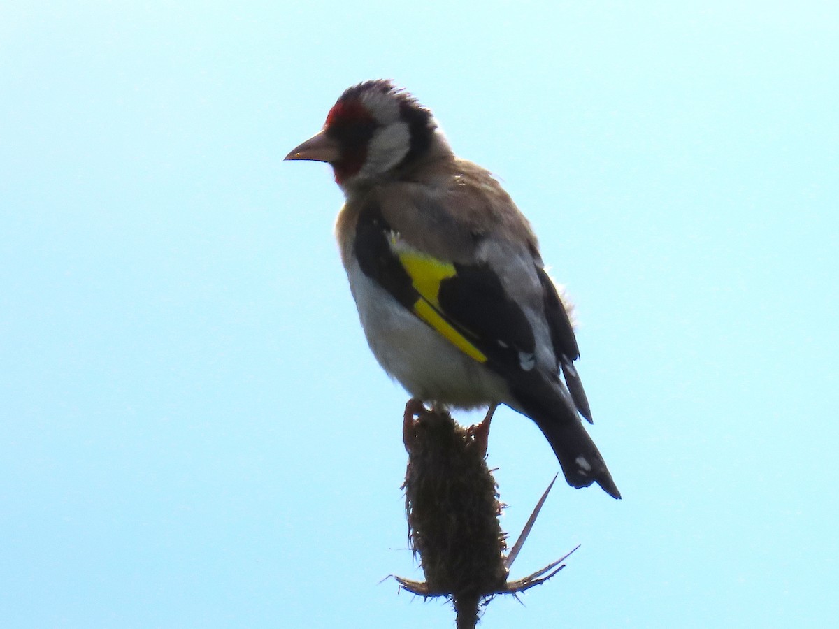 European Goldfinch - ML642820240