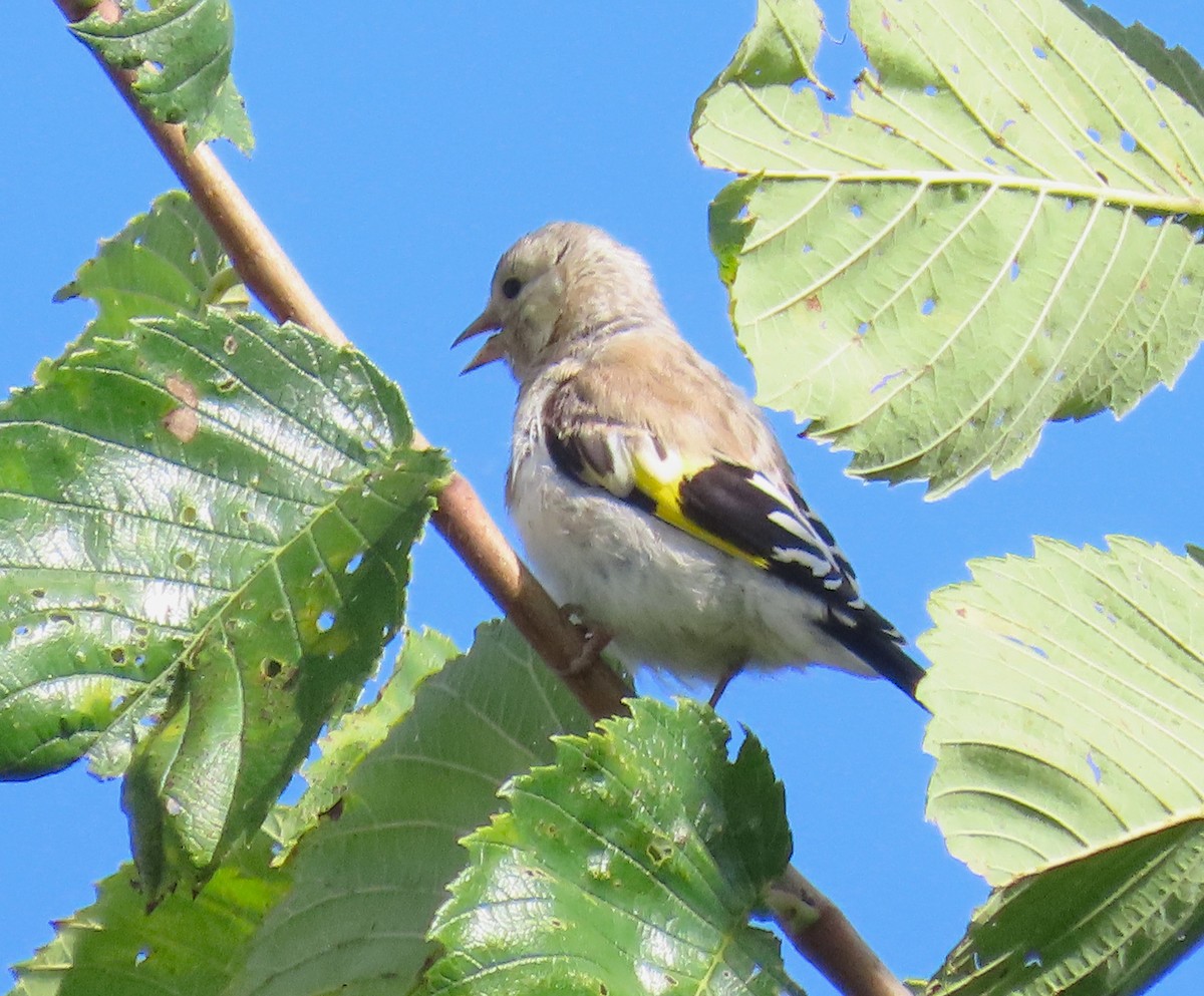 European Goldfinch - ML642820241