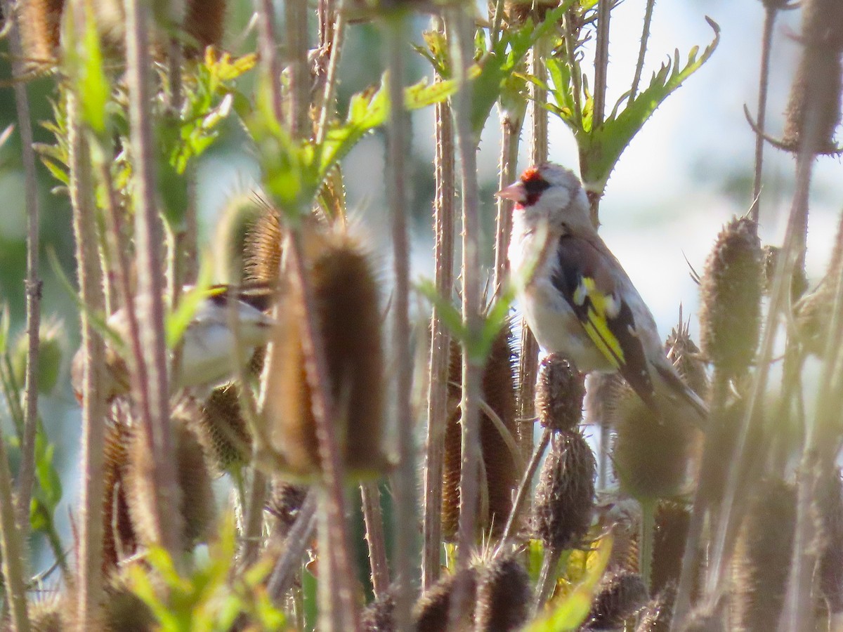 European Goldfinch - ML642820242