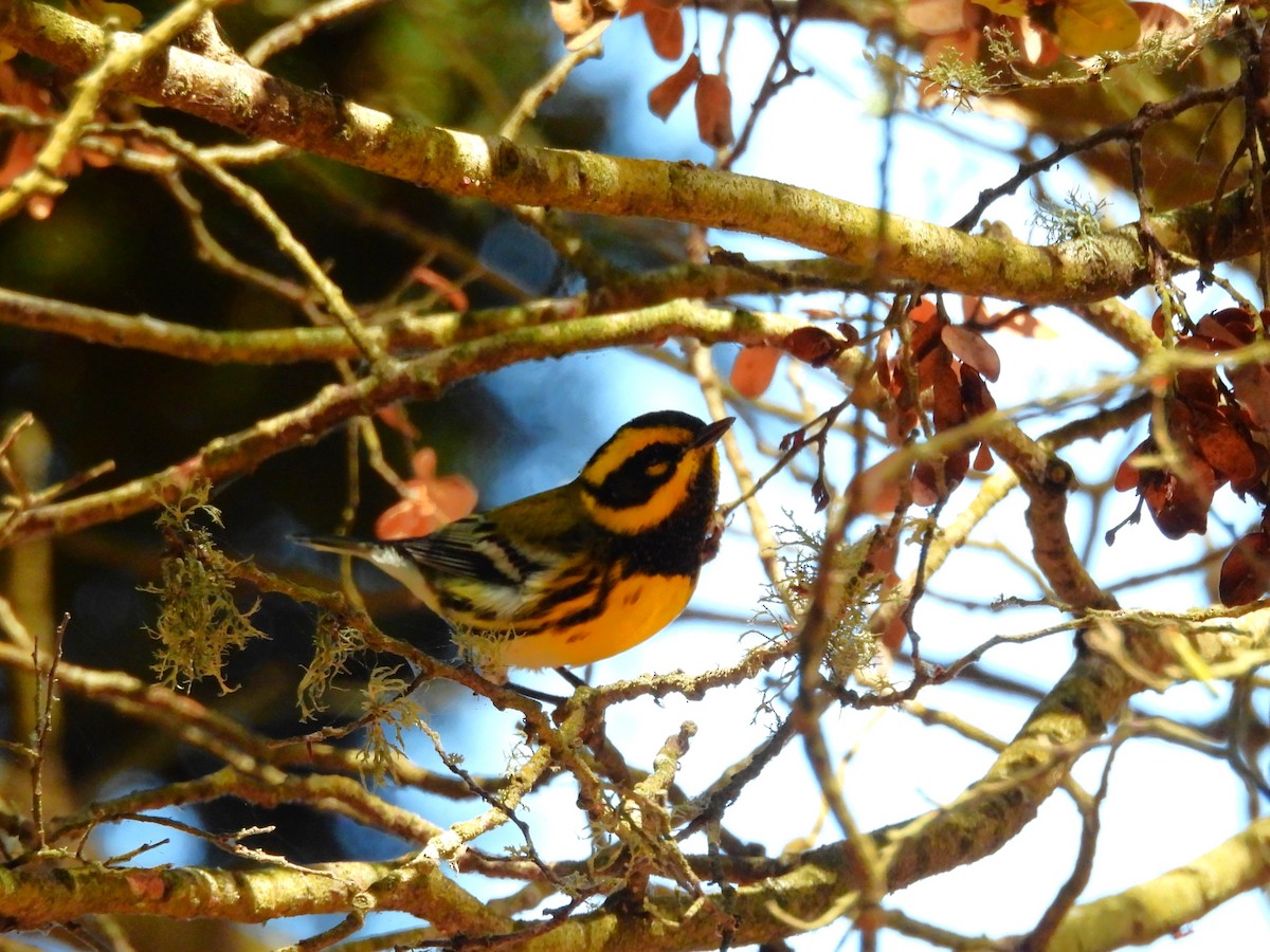 Townsend's Warbler - ML642820248
