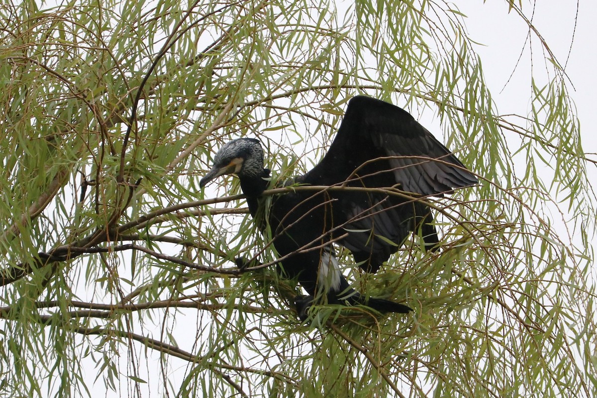 Great Cormorant - ML642820249