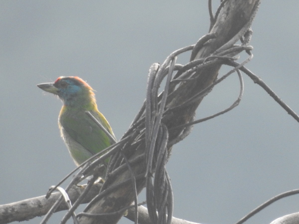Blue-throated Barbet - ML642820250