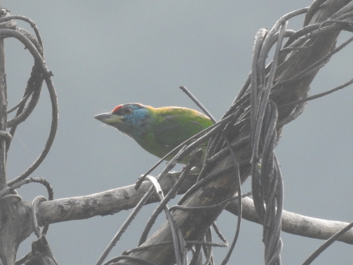 Blue-throated Barbet - ML642820251