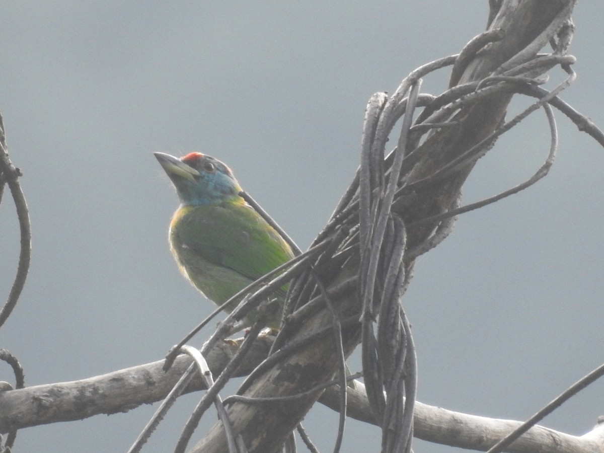 Blue-throated Barbet - ML642820252