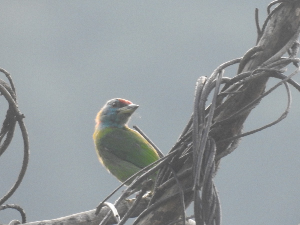 Blue-throated Barbet - ML642820254