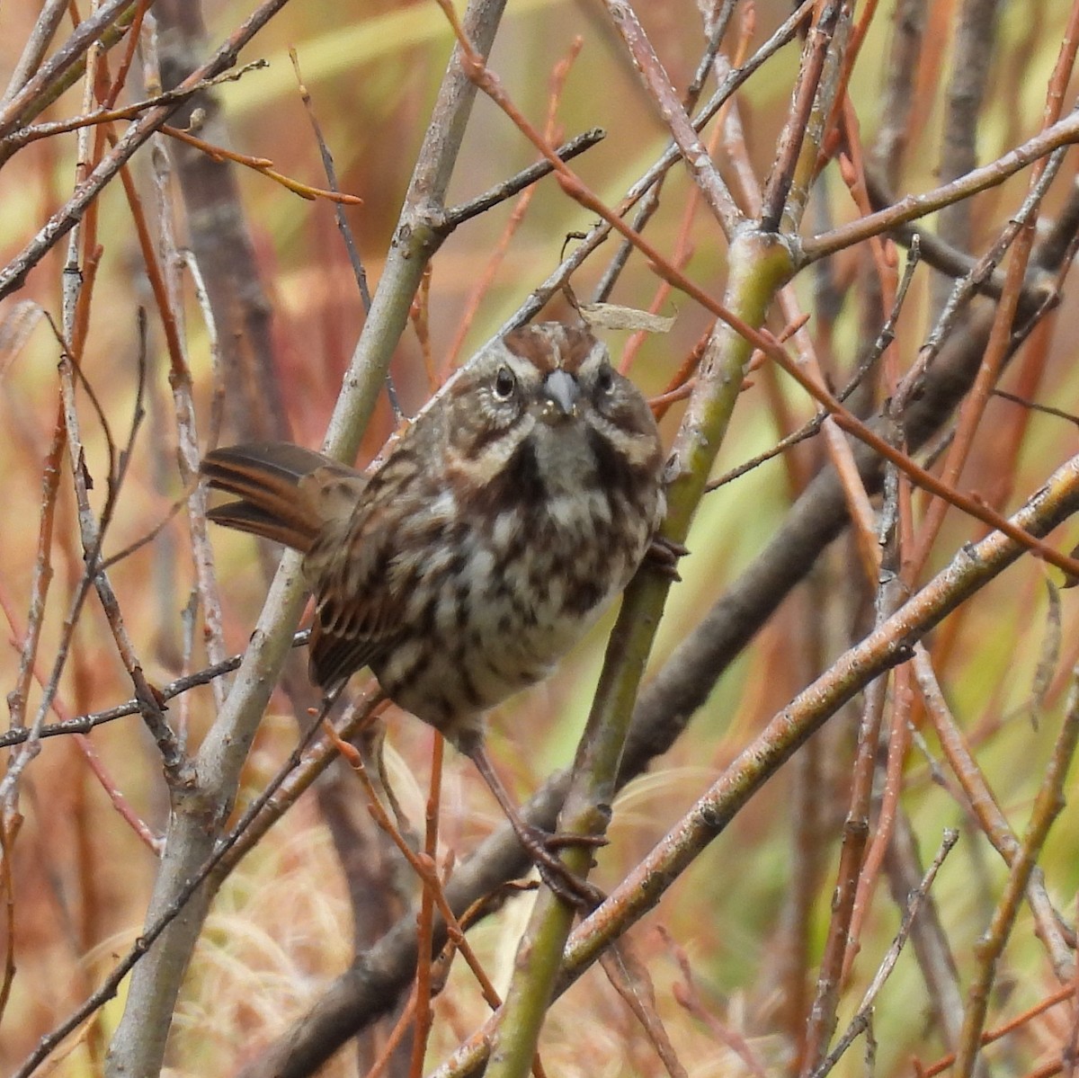 Song Sparrow - ML642820255