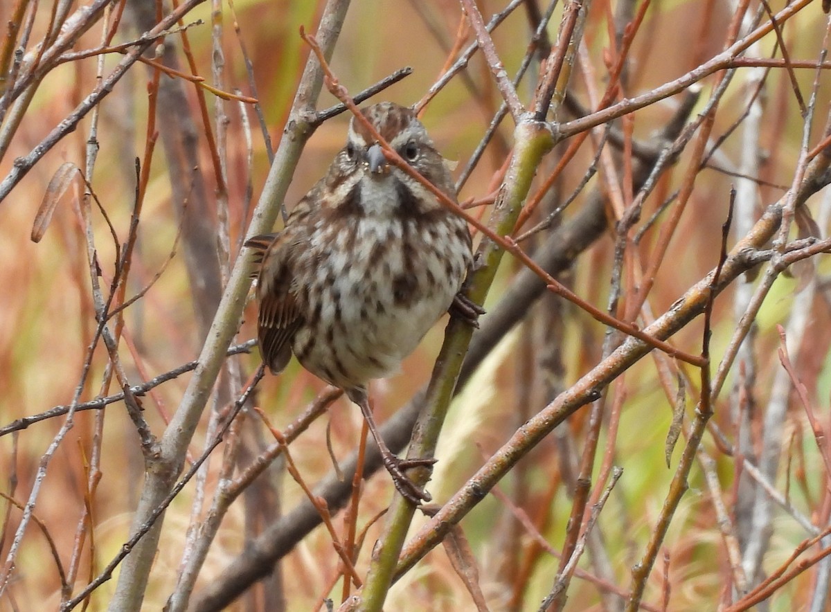 Song Sparrow - ML642820256