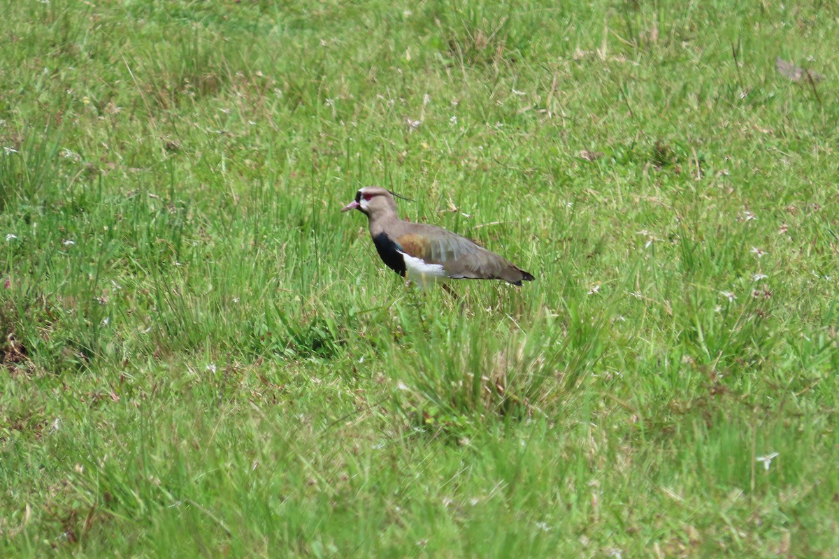 Southern Lapwing - ML642820257