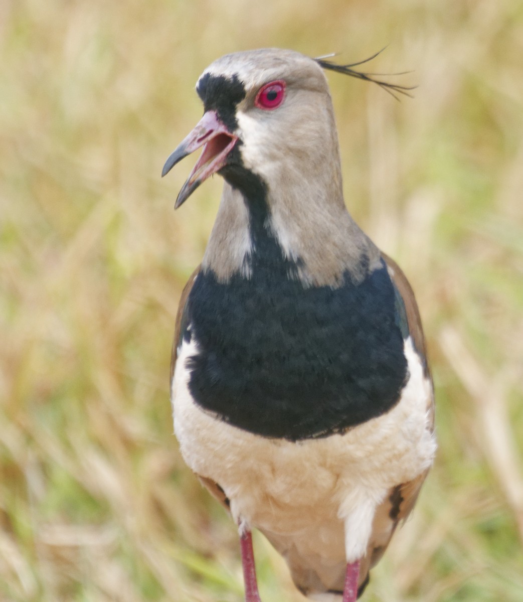Southern Lapwing - ML642820258