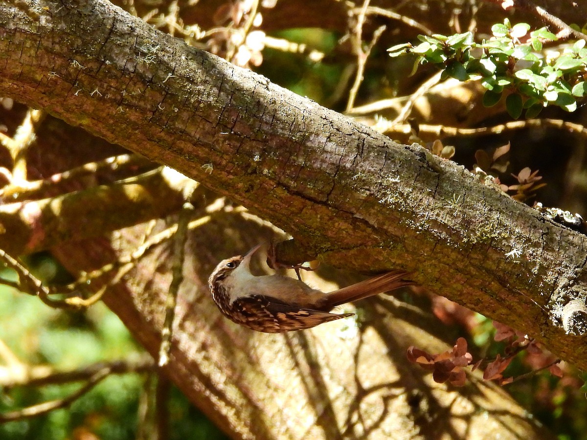 Brown Creeper - ML642820259