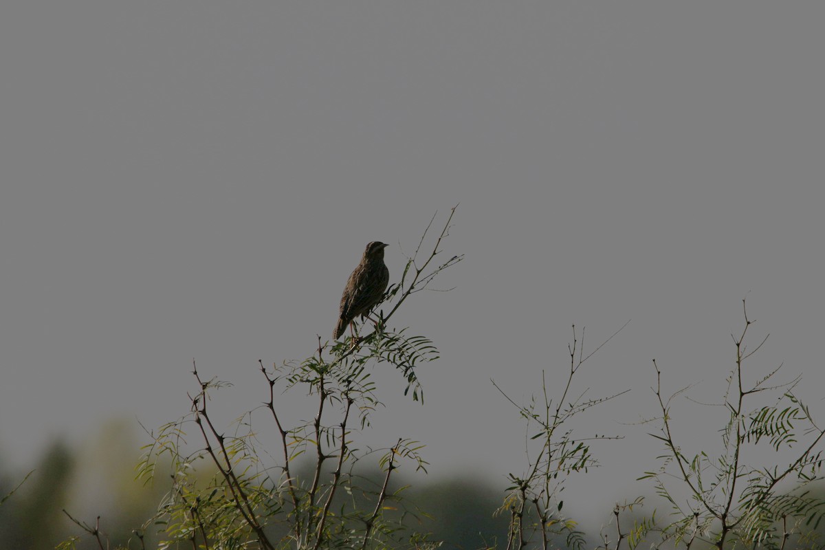 Eastern Meadowlark - ML642820261