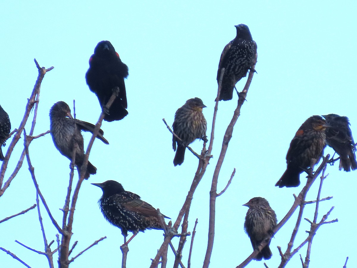 Red-winged Blackbird - ML642820262