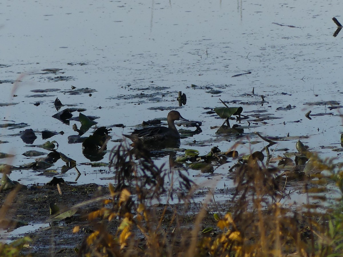 Northern Pintail - ML642820263