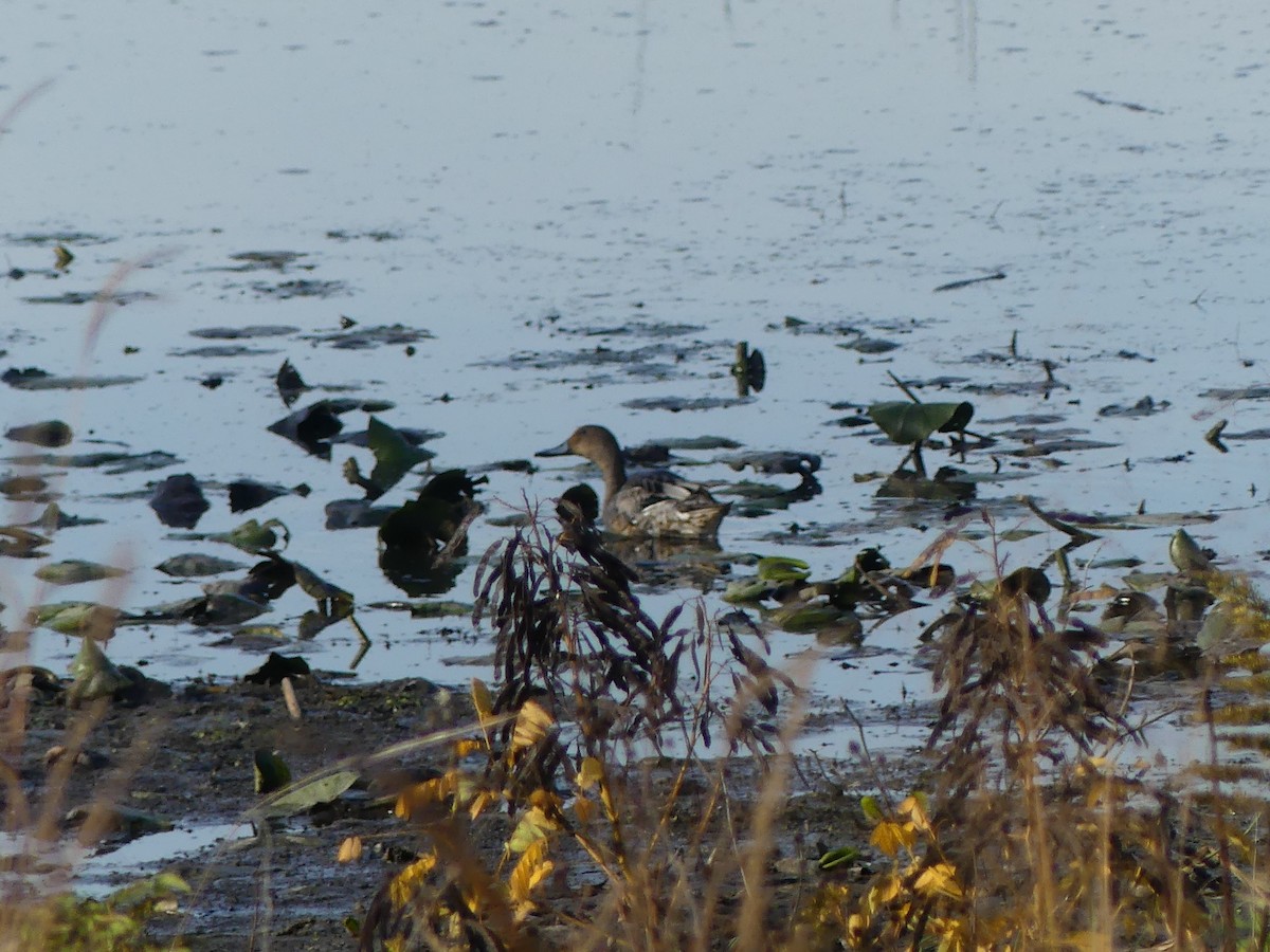 Northern Pintail - ML642820264
